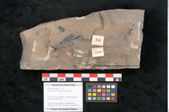 Foto (Objekt + Etikett) von Sphenopteris haidingeri Ettingshausen (NHMW-GEO-2024-0188-10808)
